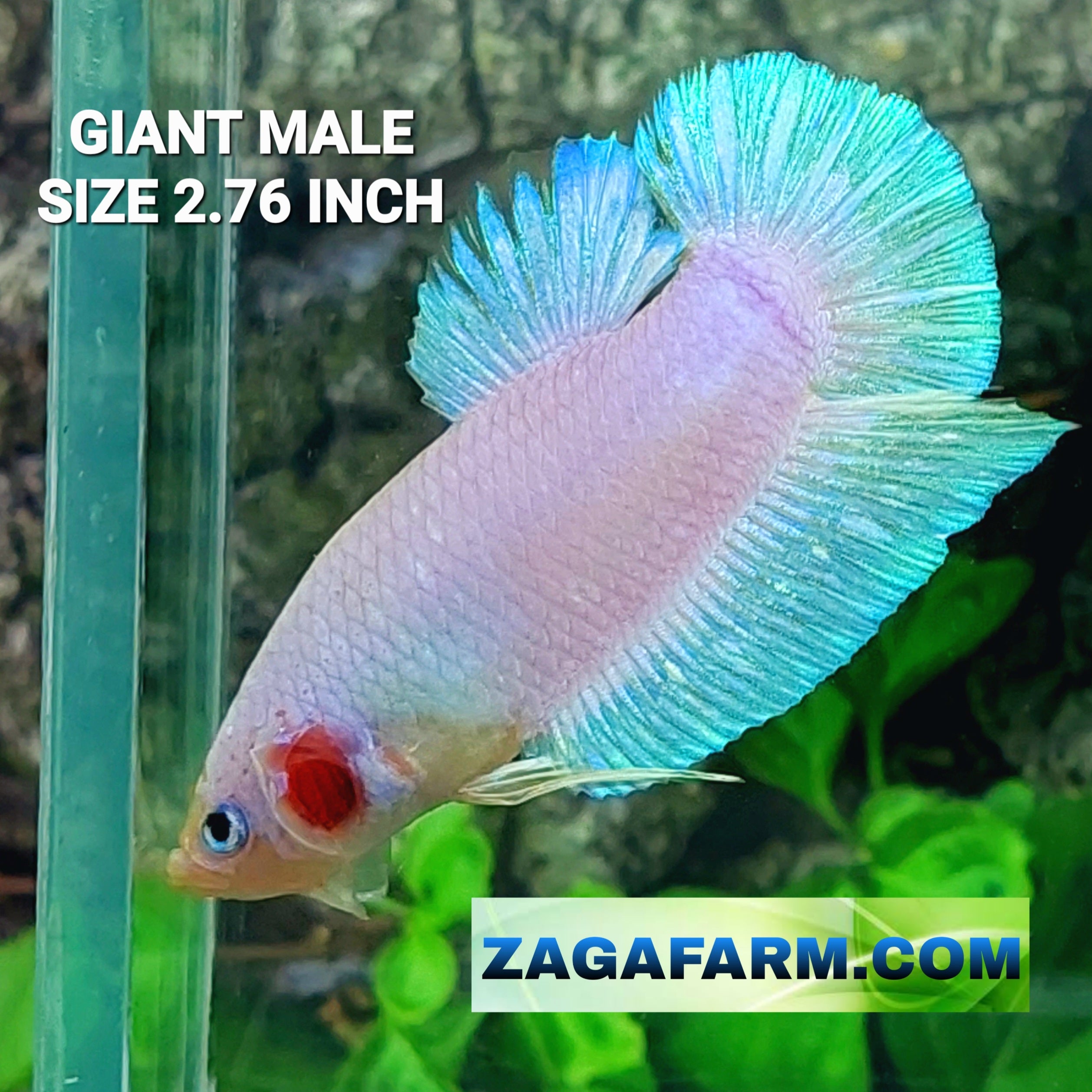 Pink Skyblue Bicolor GIANT HMPK Male