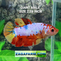 Multicolor Pink Candy GIANT HMPK Male
