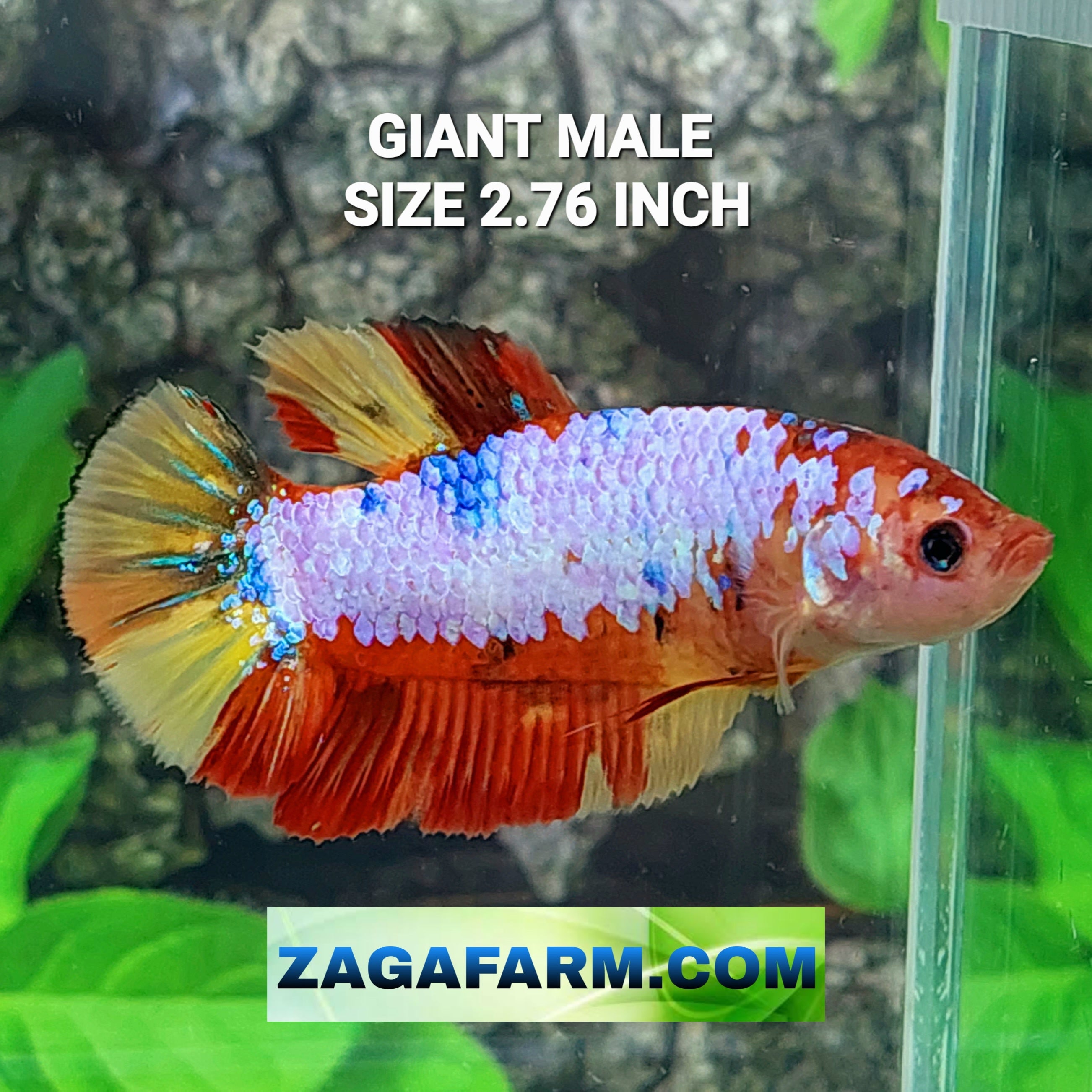 Multicolor Pink Candy GIANT HMPK Male