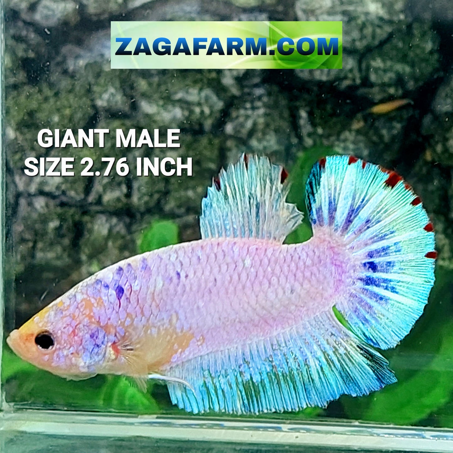 Skyblue Pink GIANT HMPK Male