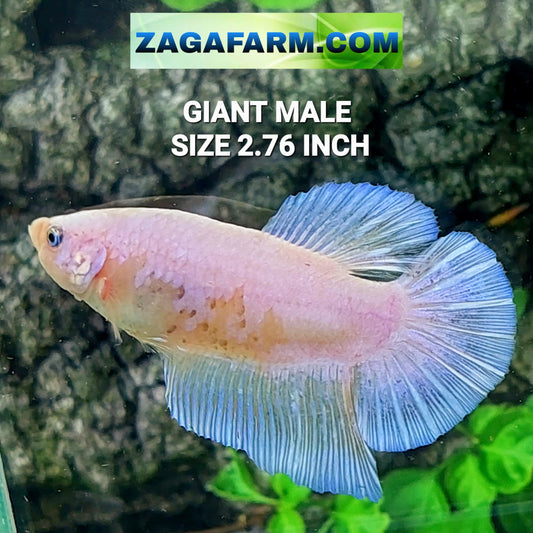 Skyblue Pink GIANT HMPK Male