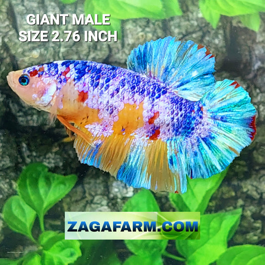 Multicolor Yellowbase Pink Purple Candy GIANT HMPK Male