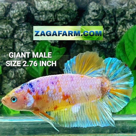 Multicolor Yellowbase Pink Candy GIANT HMPK Male