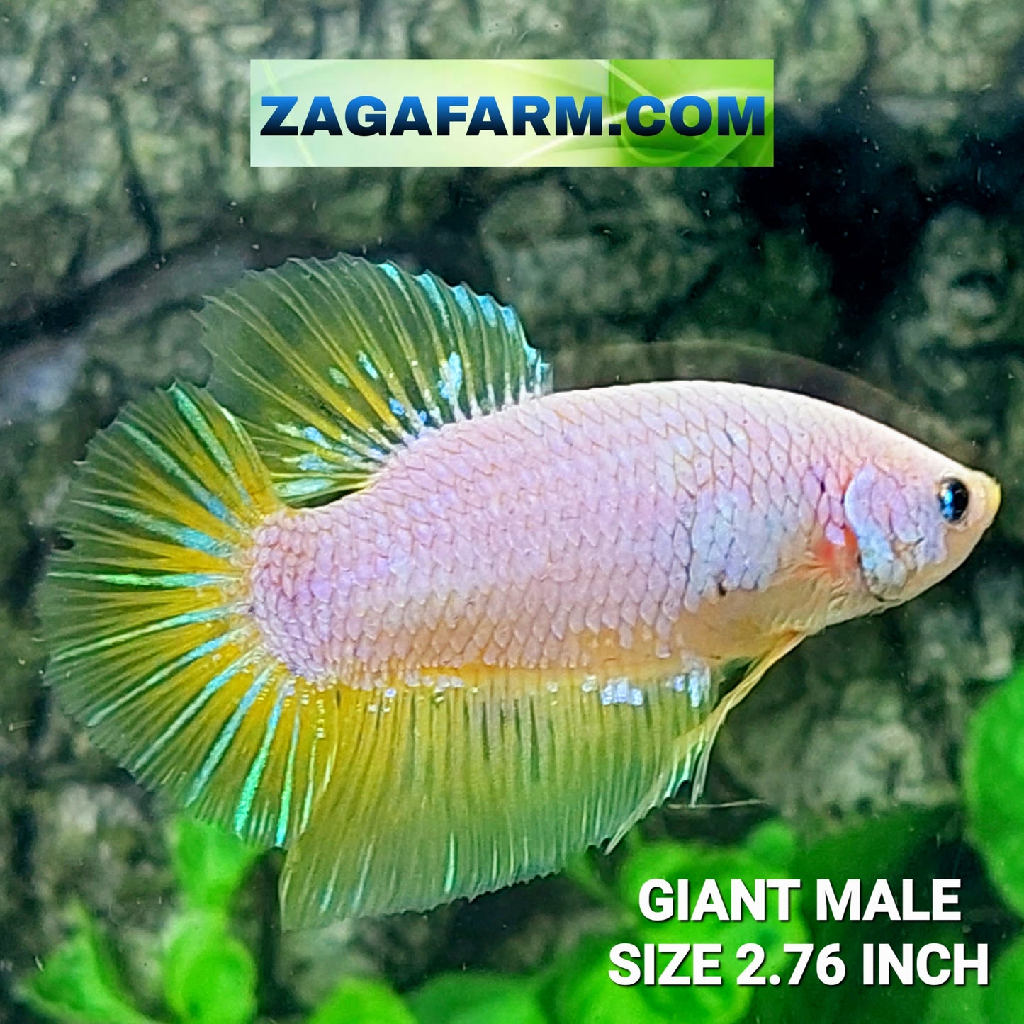 Pink Yellow GIANT HMPK Male