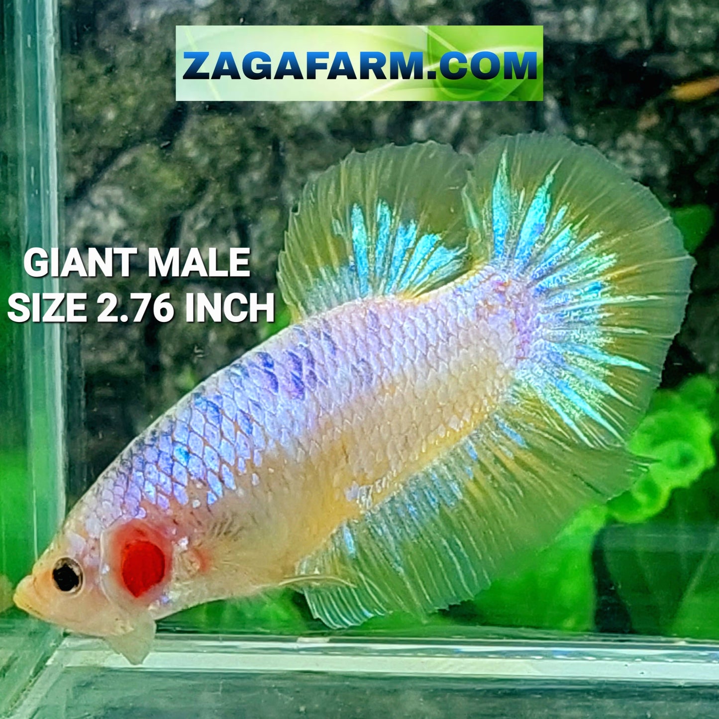 Yellow Grizzle GIANT HMPK Male