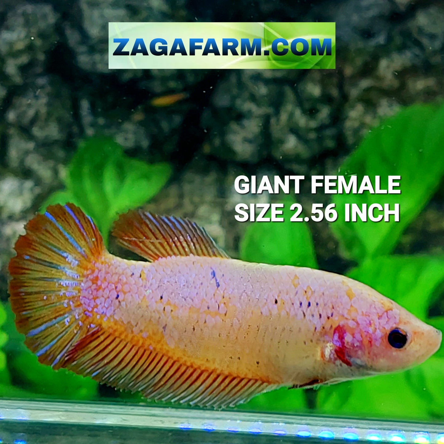 Fancy Pink Samurai HMPK GIANT Female For Sorority Tank/Breed