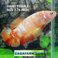 Orange Candy Galaxy HMPK GIANT Female For Sorority Tank/Breed