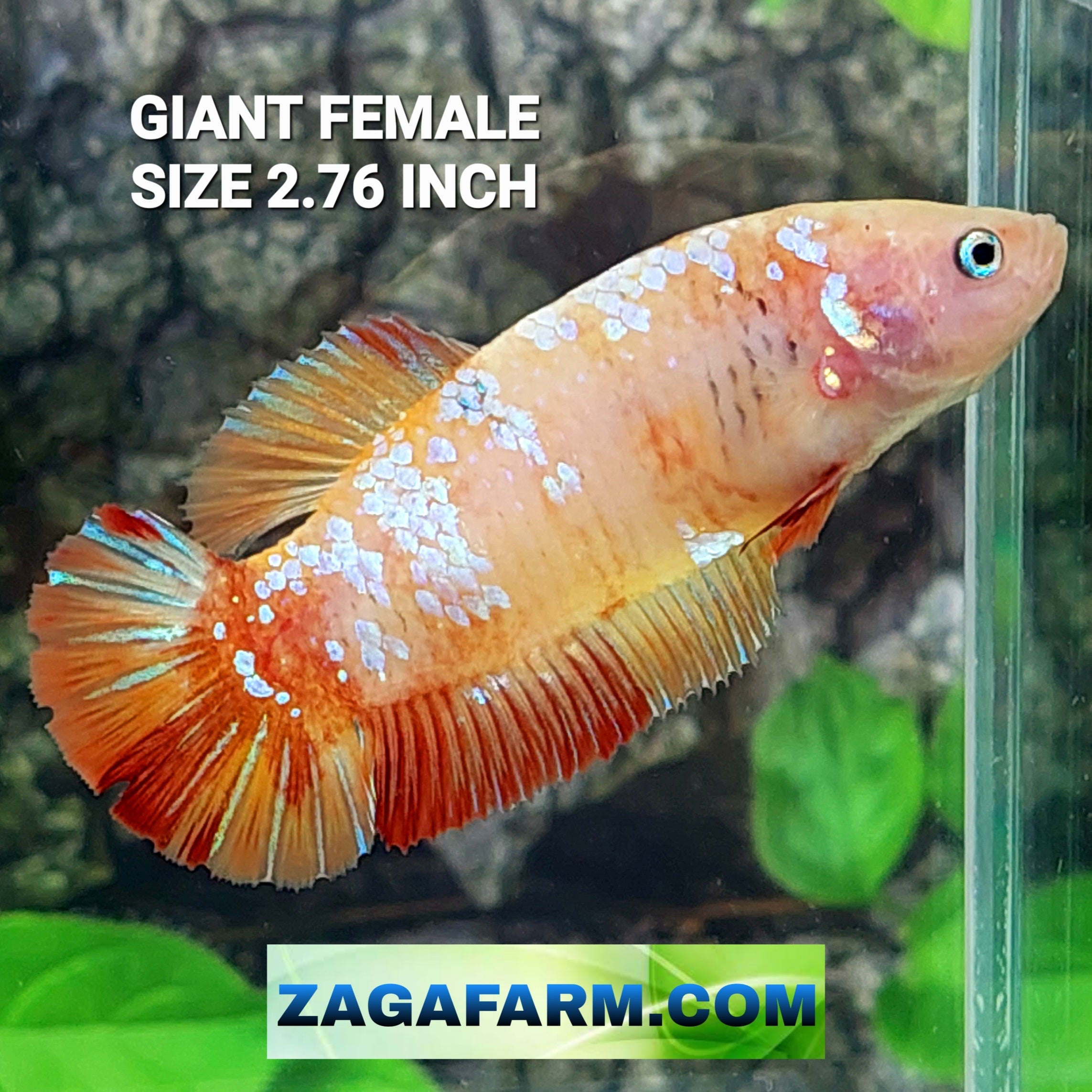Orange Candy Galaxy HMPK GIANT Female For Sorority Tank/Breed