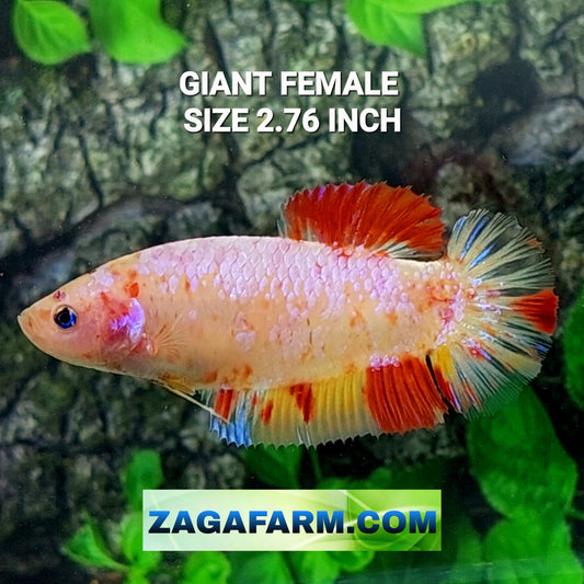 Candy Pink Samurai HMPK GIANT Female For Sorority Tank/Breed