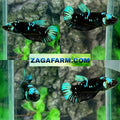 Avatar Gordon HMPK Female For Sorority Tank/Breed