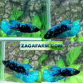 Avatar Gordon HMPK Female For Sorority Tank/Breed