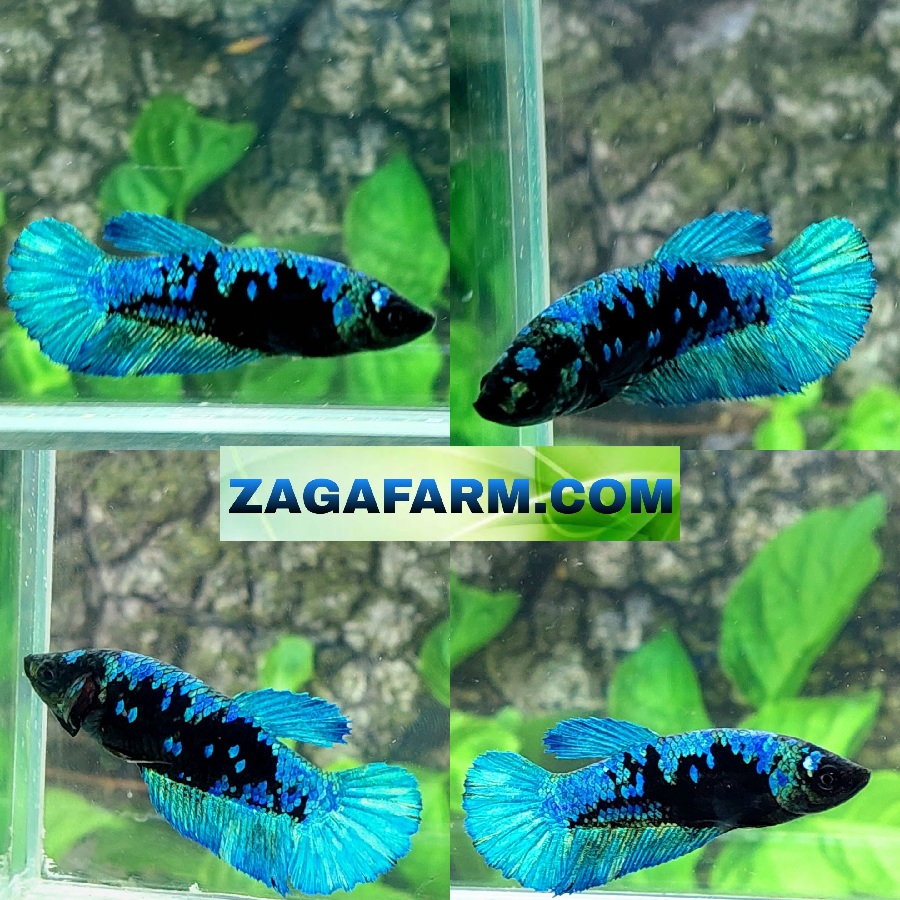 Avatar Gordon HMPK Female For Sorority Tank/Breed