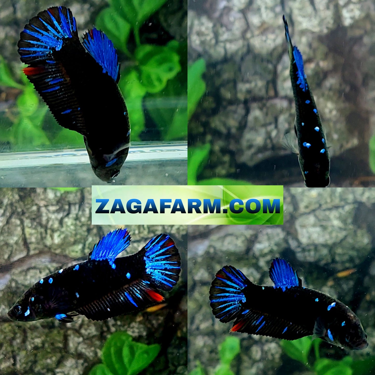 Blue Black Star Galaxy HMPK Female For Sorority Tank/Breed