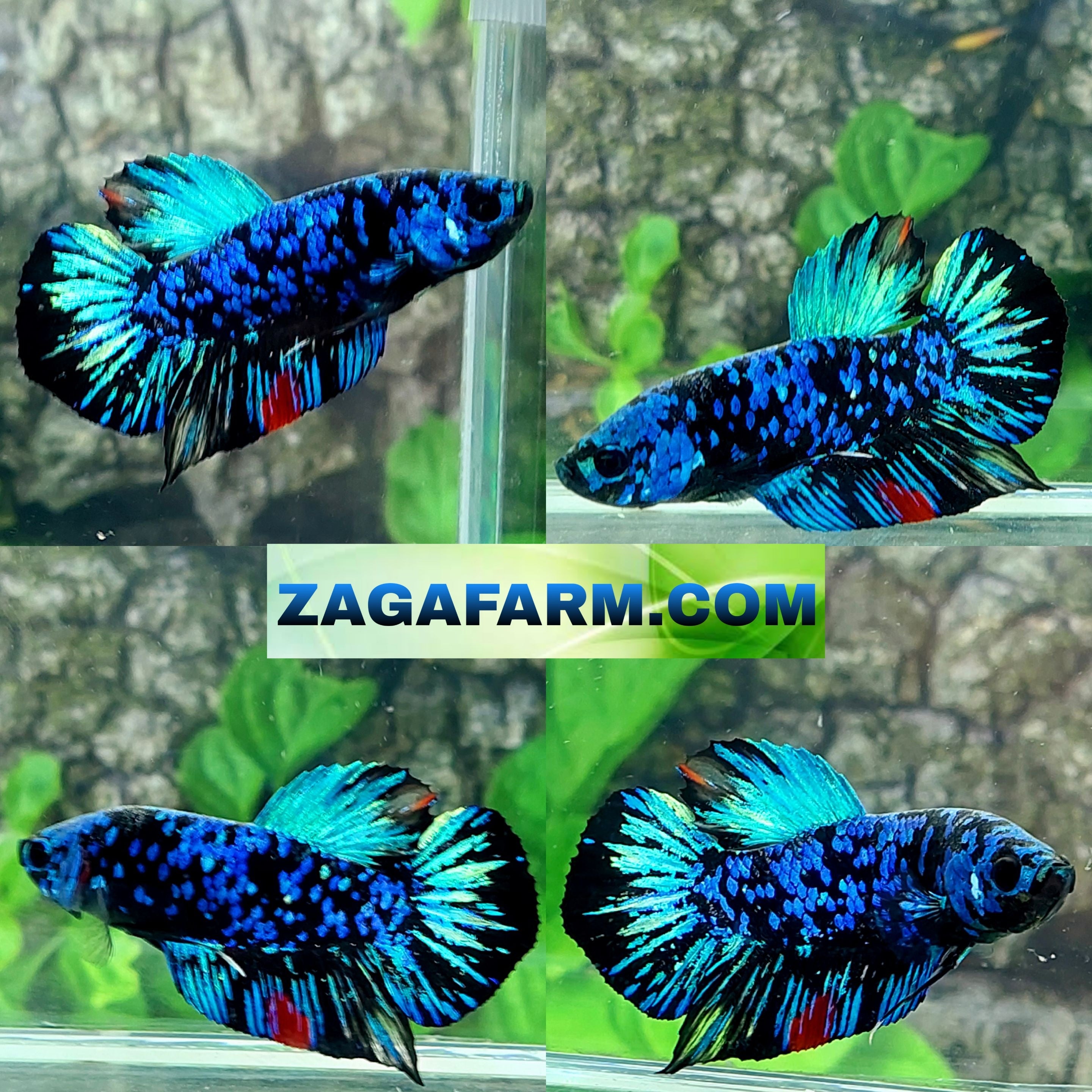Avatar Gordon Galaxy HMPK Male