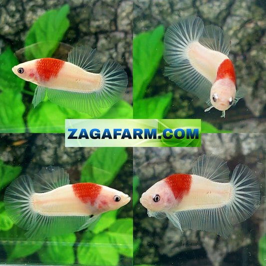 Tancho Koi HMPK Male