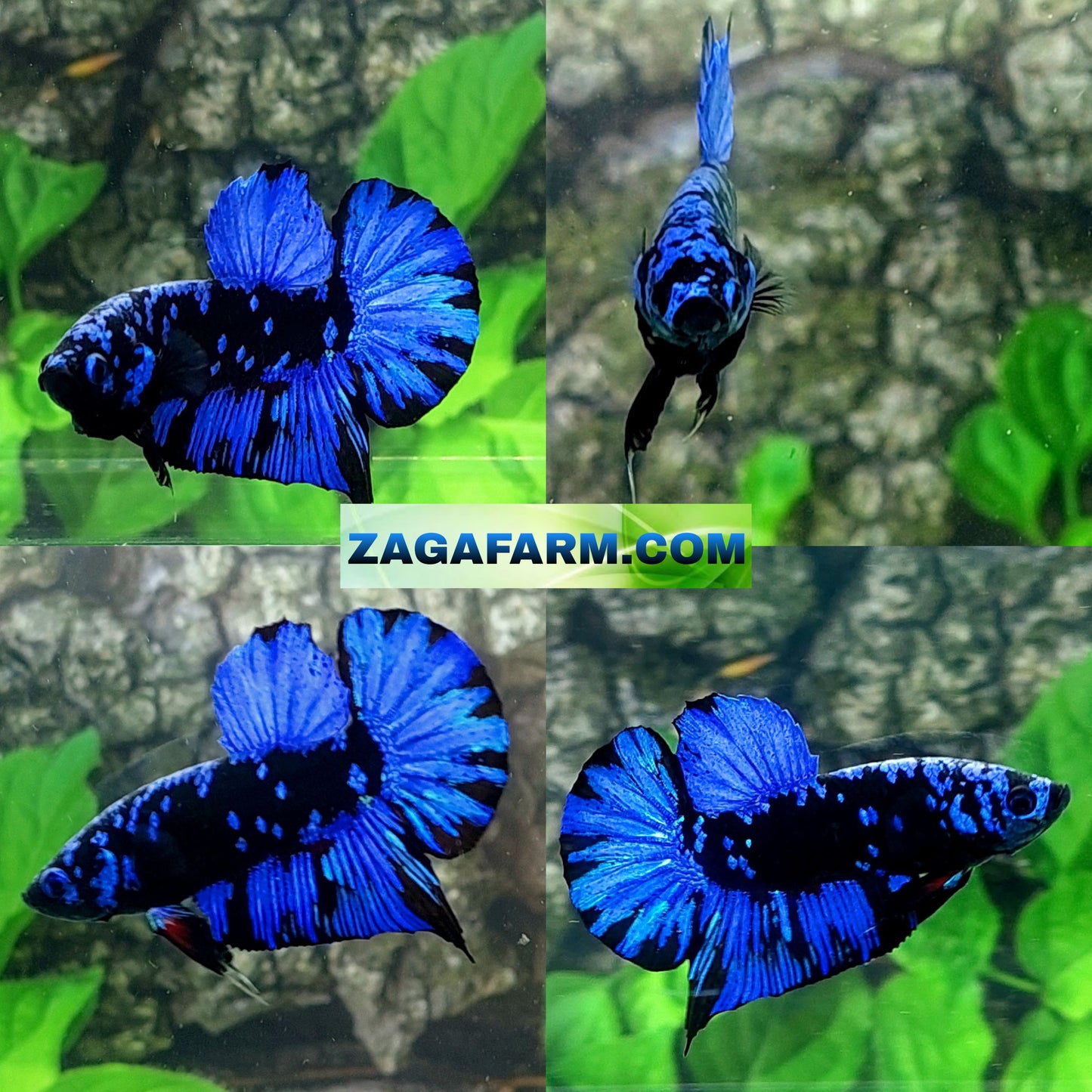 Blue Black Star Galaxy HMPK Male