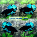 Avatar Turquoise Black Light HMPK Male