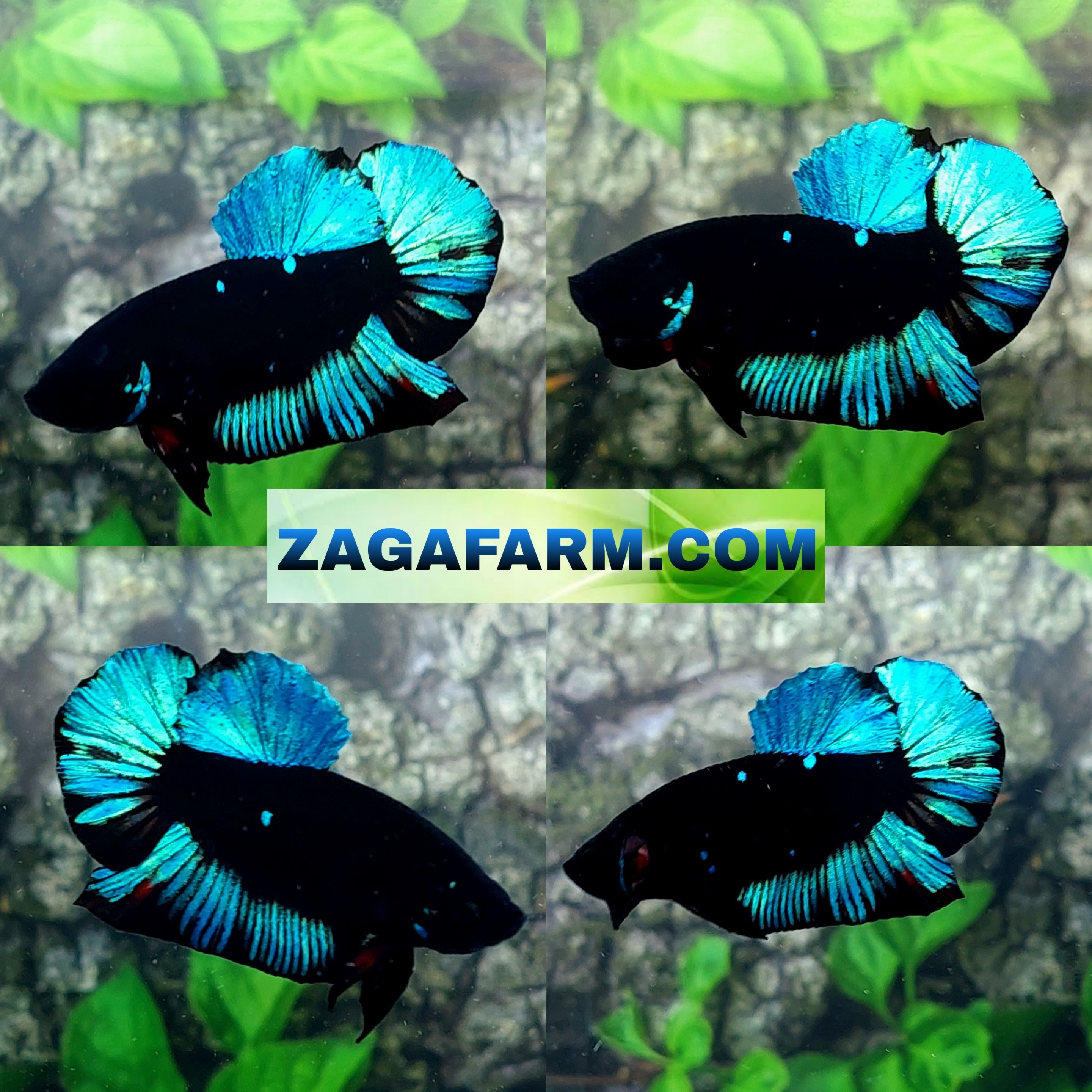 Avatar Turquoise Black Light HMPK Male