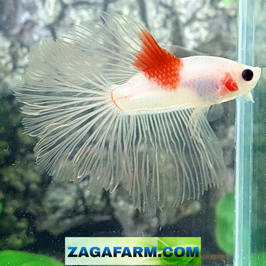 Tancho Koi Halfmoon Male