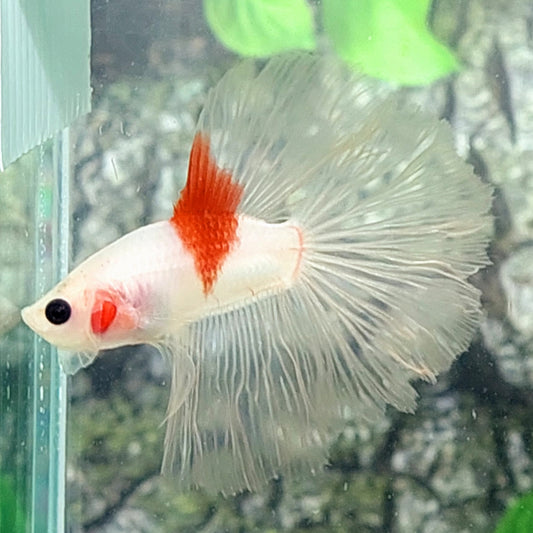 Tancho Koi Halfmoon Male