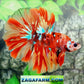 Multicolor Red Leopard Galaxy Halfmoon Male