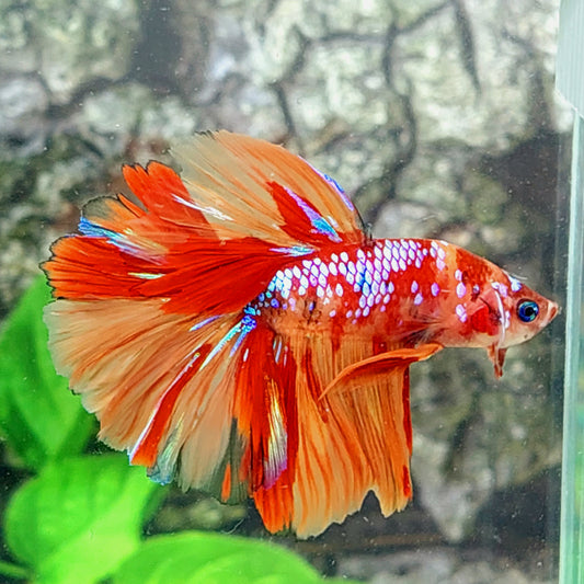 Multicolor Candy Galaxy Halfmoon Male