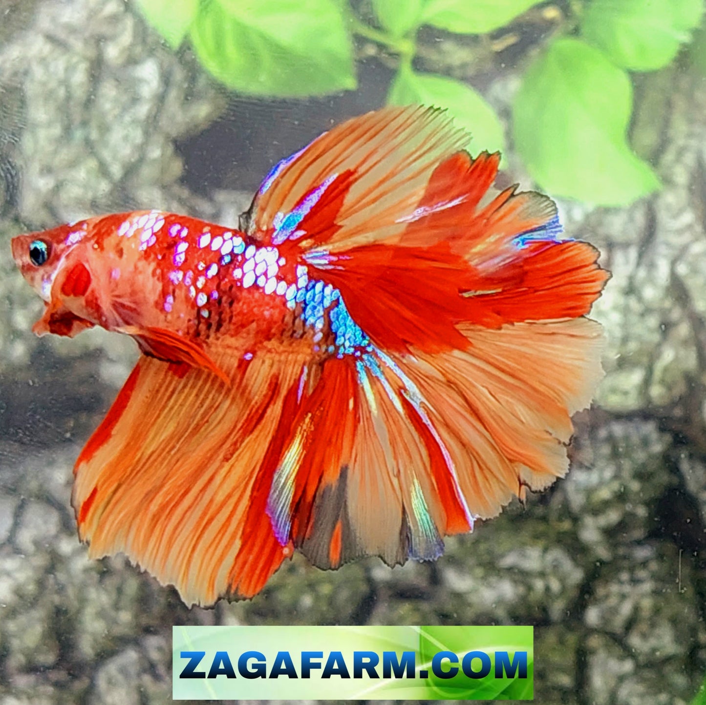 Multicolor Candy Galaxy Halfmoon Male