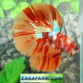 Multicolor Nemo Leopard Galaxy Halfmoon Male