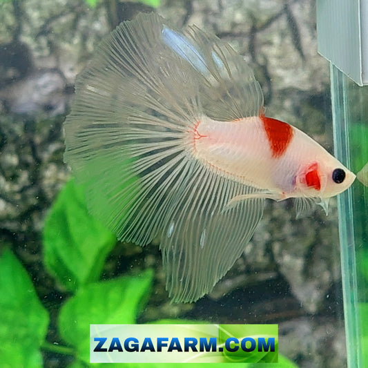 Tancho Koi Halfmoon Male