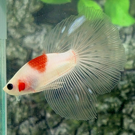 Tancho Koi Halfmoon Male