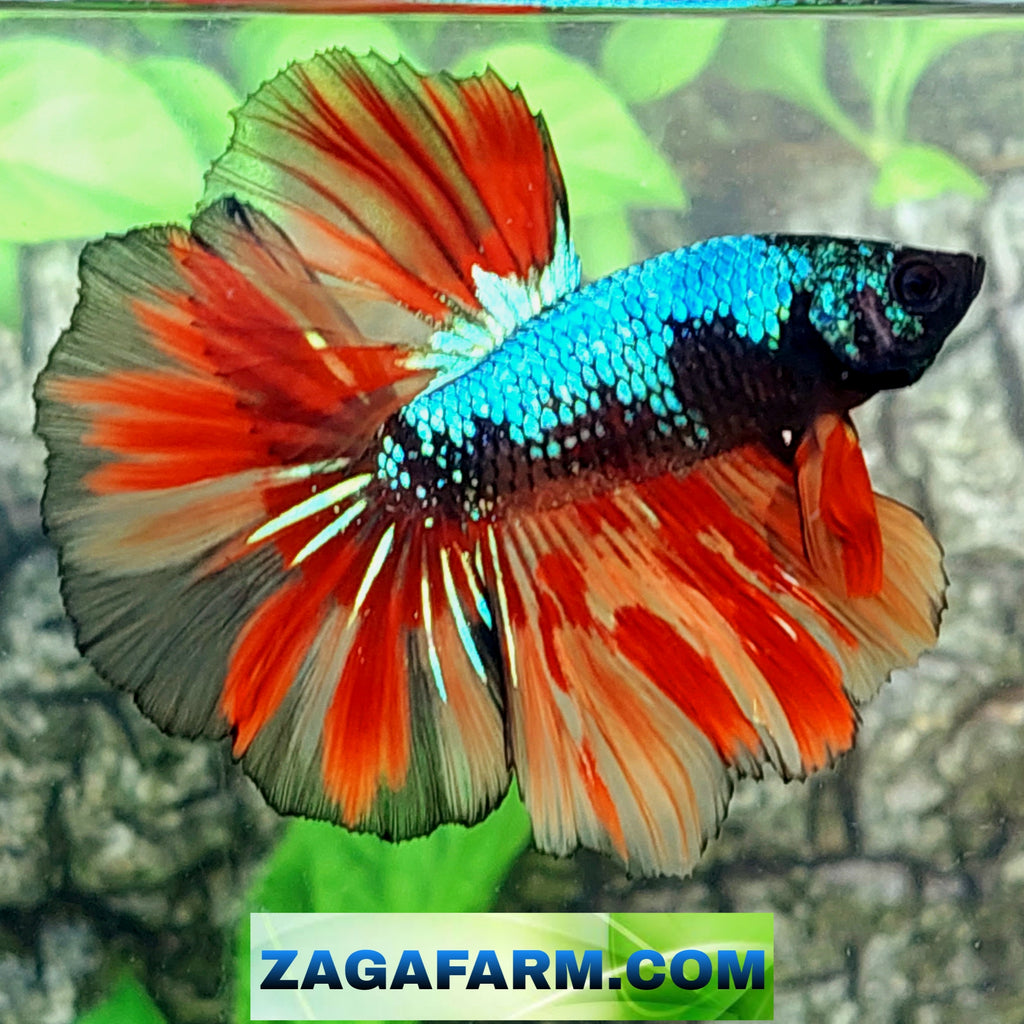 Avatar Candy Nemo Halfmoon Male