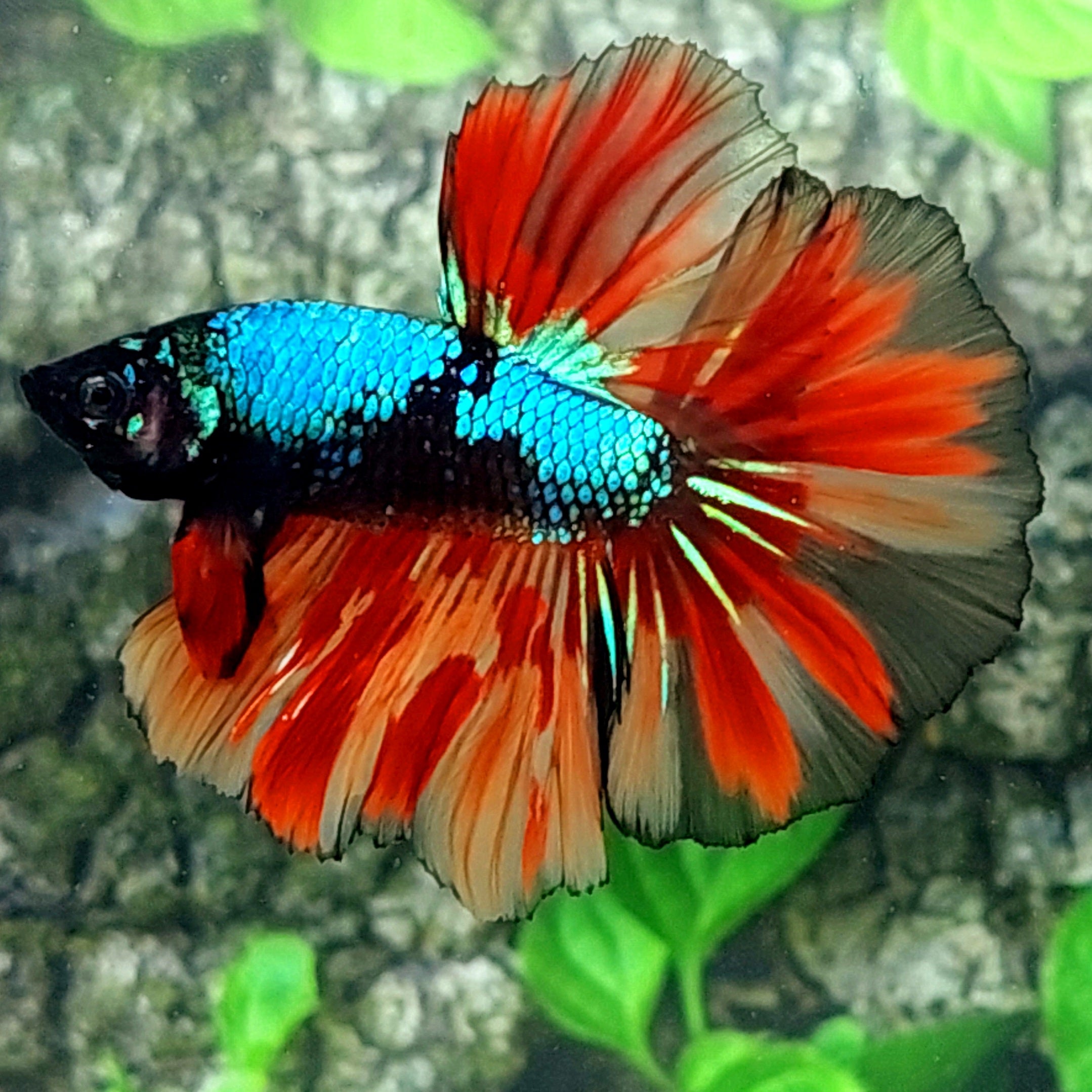 Avatar Candy Nemo Halfmoon Male