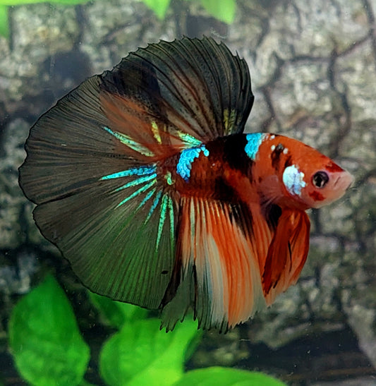 Naranja Negro Koi Galaxy Halfmoon Macho