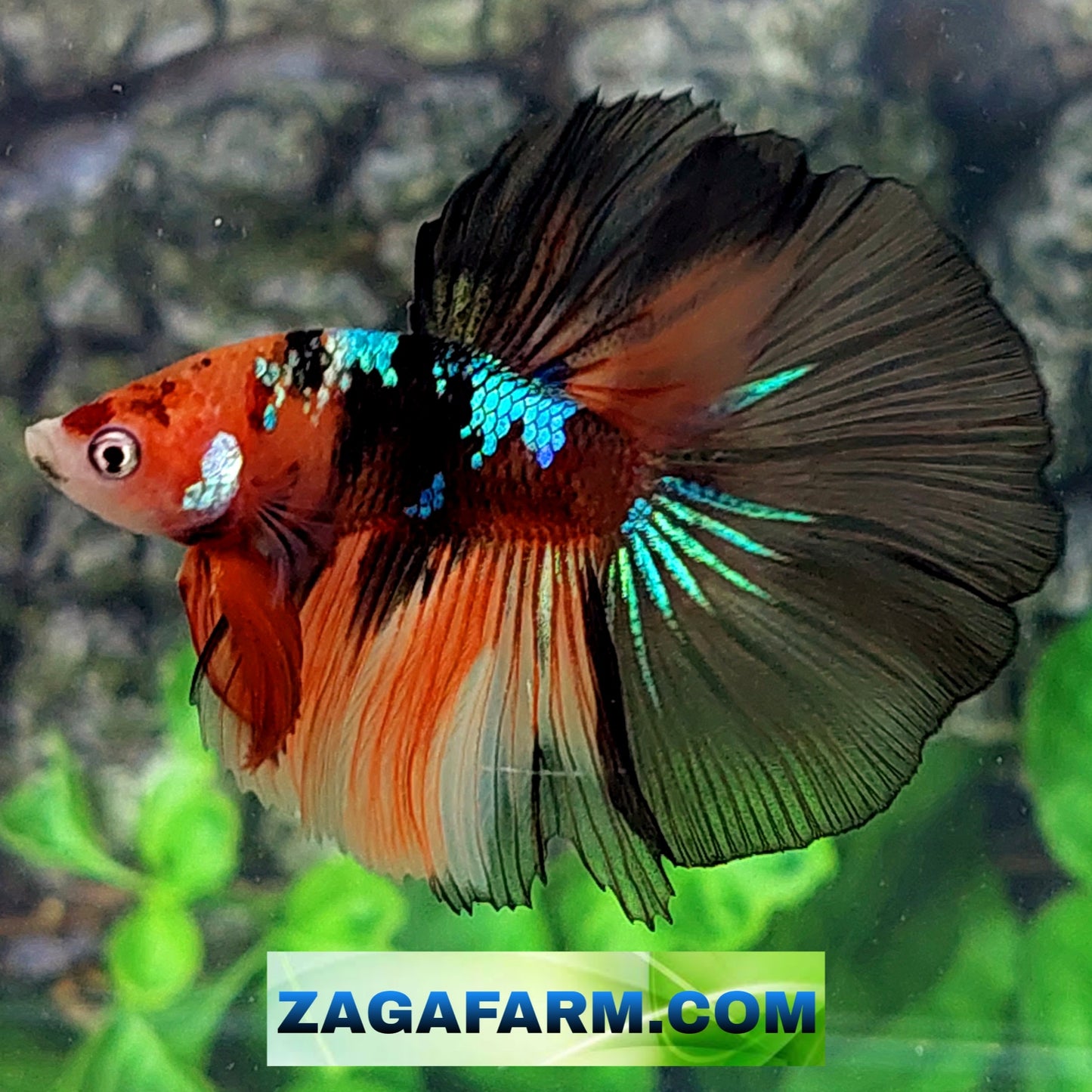 Naranja Negro Koi Galaxy Halfmoon Macho