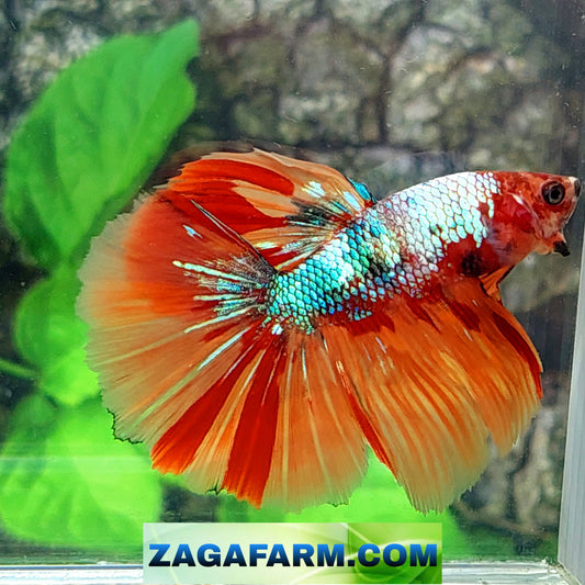 Multicolor Candy Halfmoon Male