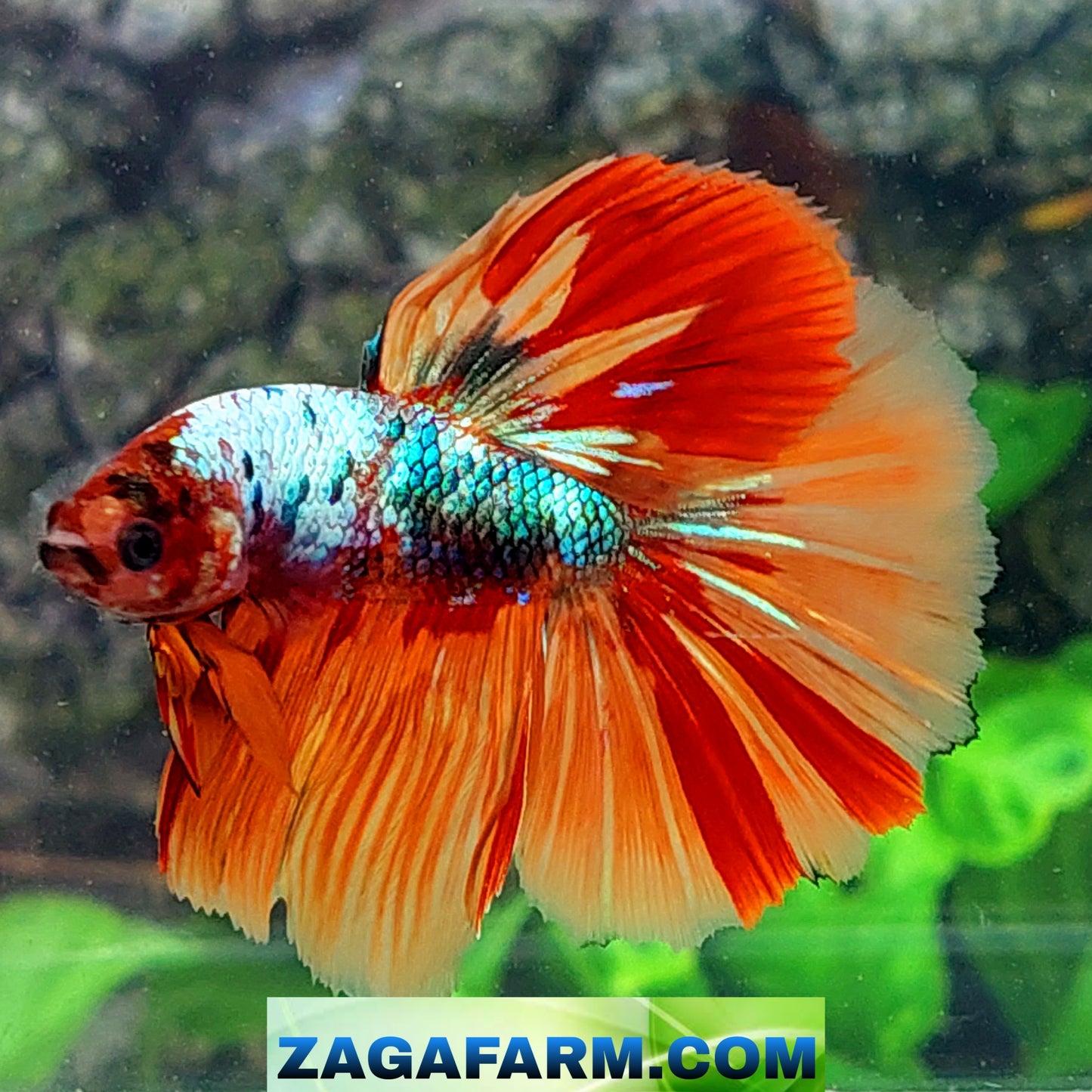 Multicolor Candy Halfmoon Male