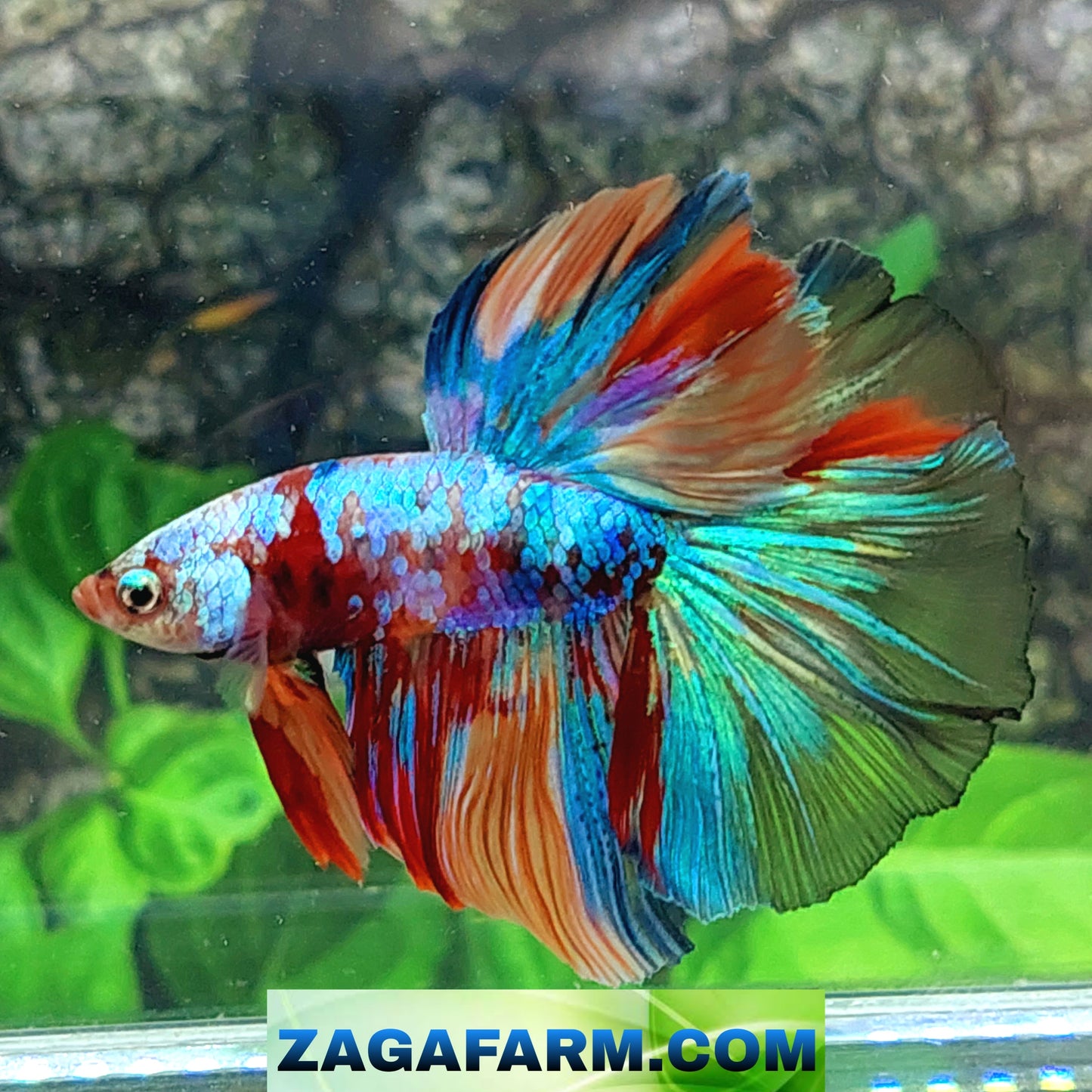 Multicolor Rainbow Galaxy Halfmoon Male