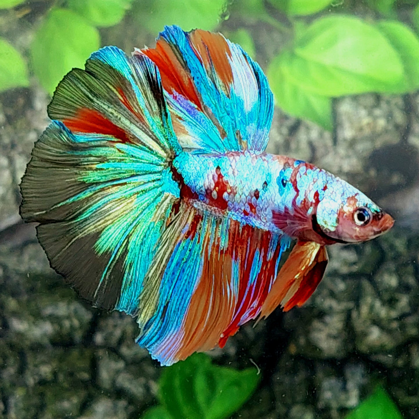 Multicolor Rainbow Galaxy Halfmoon Male