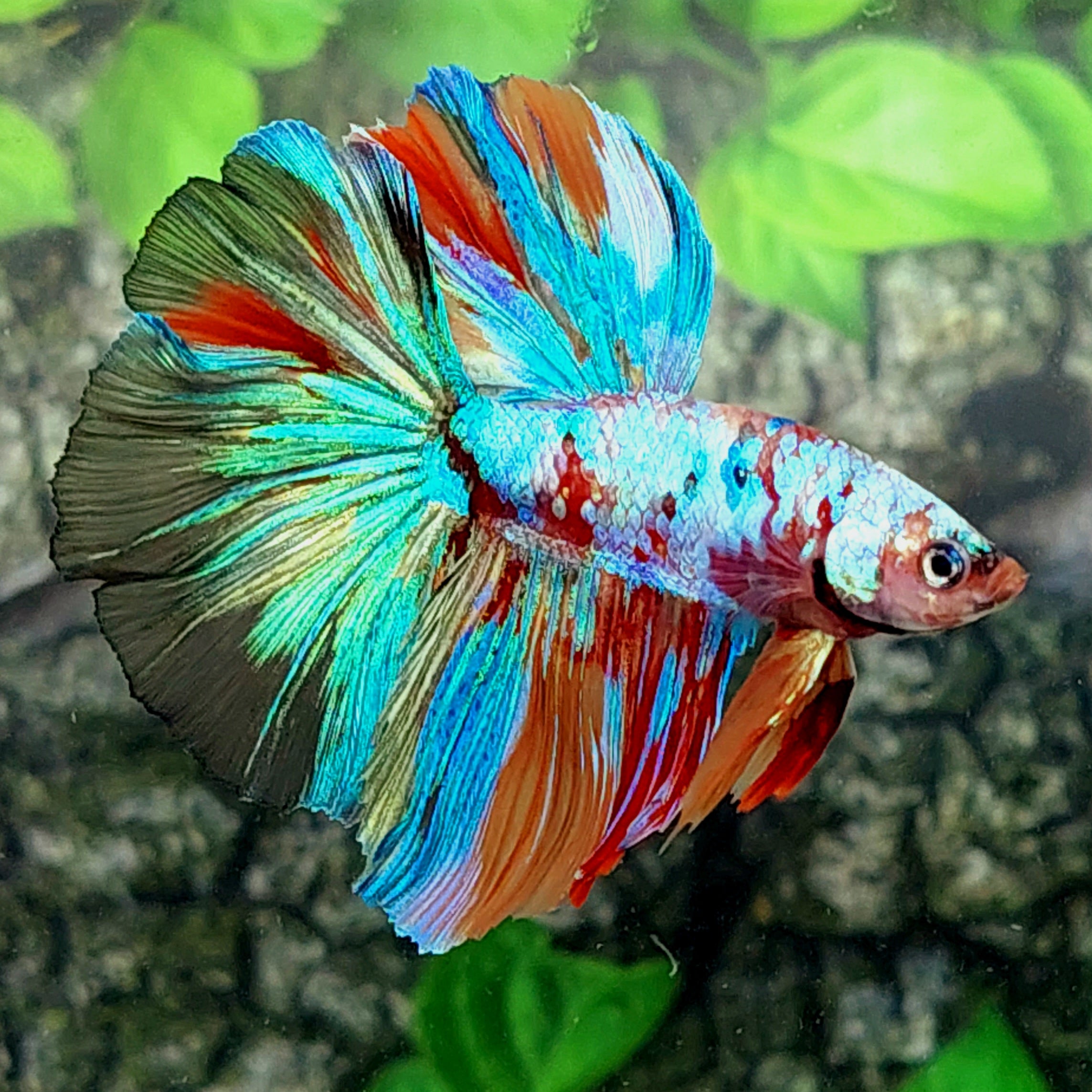 Multicolor Rainbow Galaxy Halfmoon Male