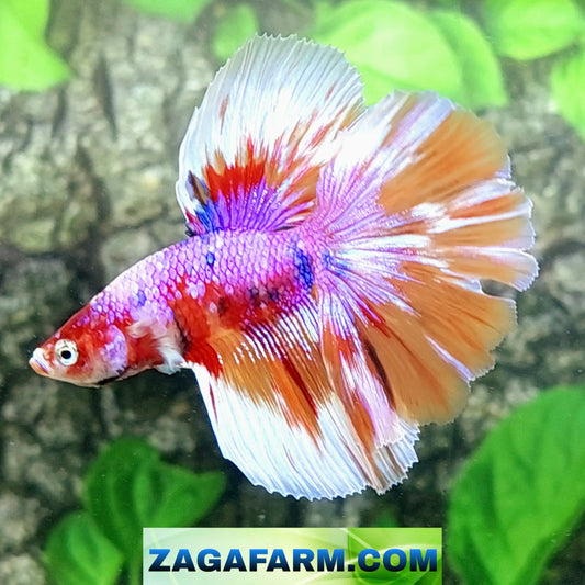 Multicolor Red Purple Candy Galaxy Halfmoon Male