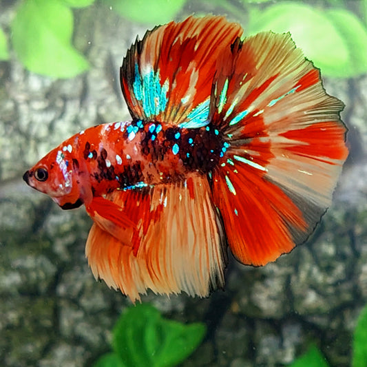 Multicolor Red Tiger Galaxy Halfmoon Male