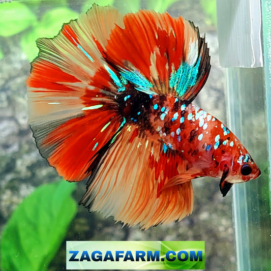 Multicolor Red Tiger Galaxy Halfmoon Male