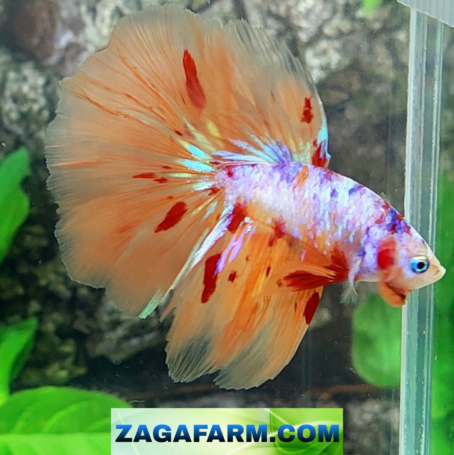 Multicolor Pink Purple Galaxy Halfmoon Male