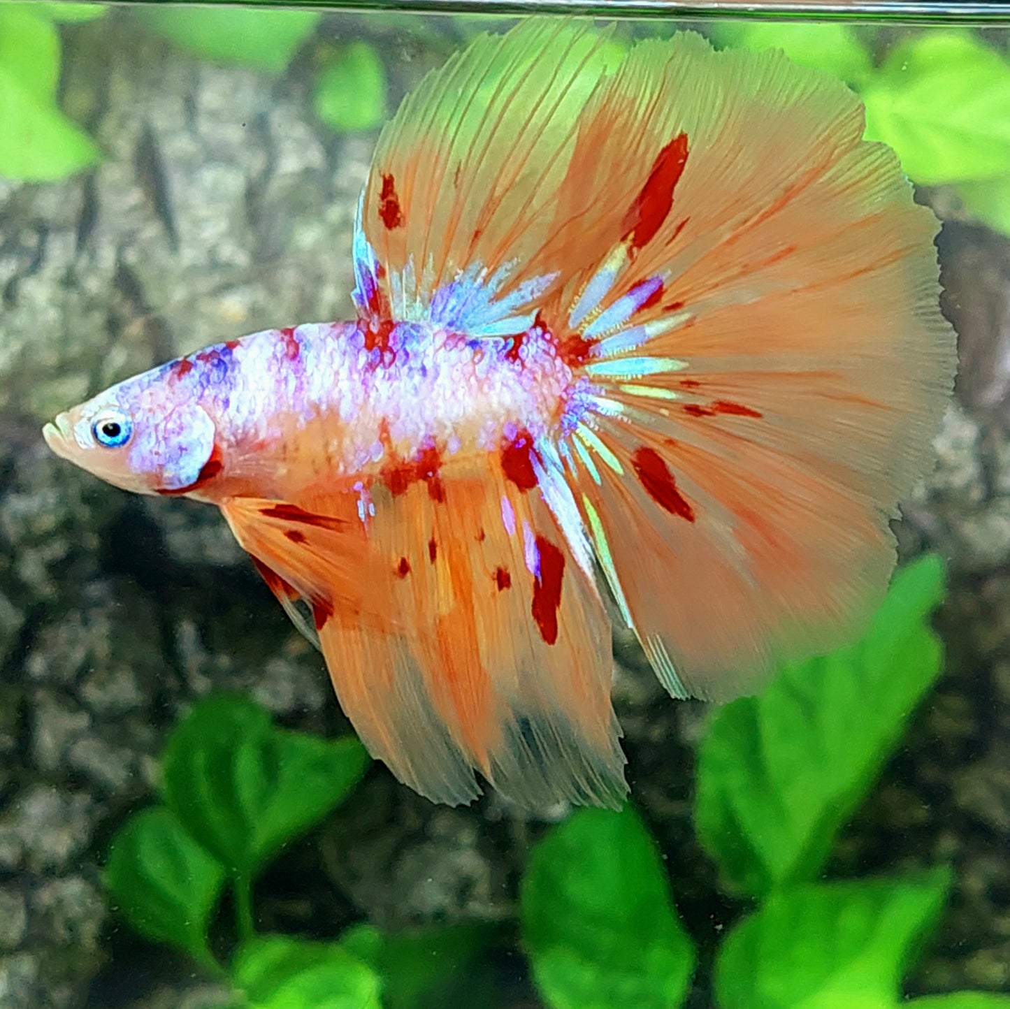 Multicolor Pink Purple Galaxy Halfmoon Male