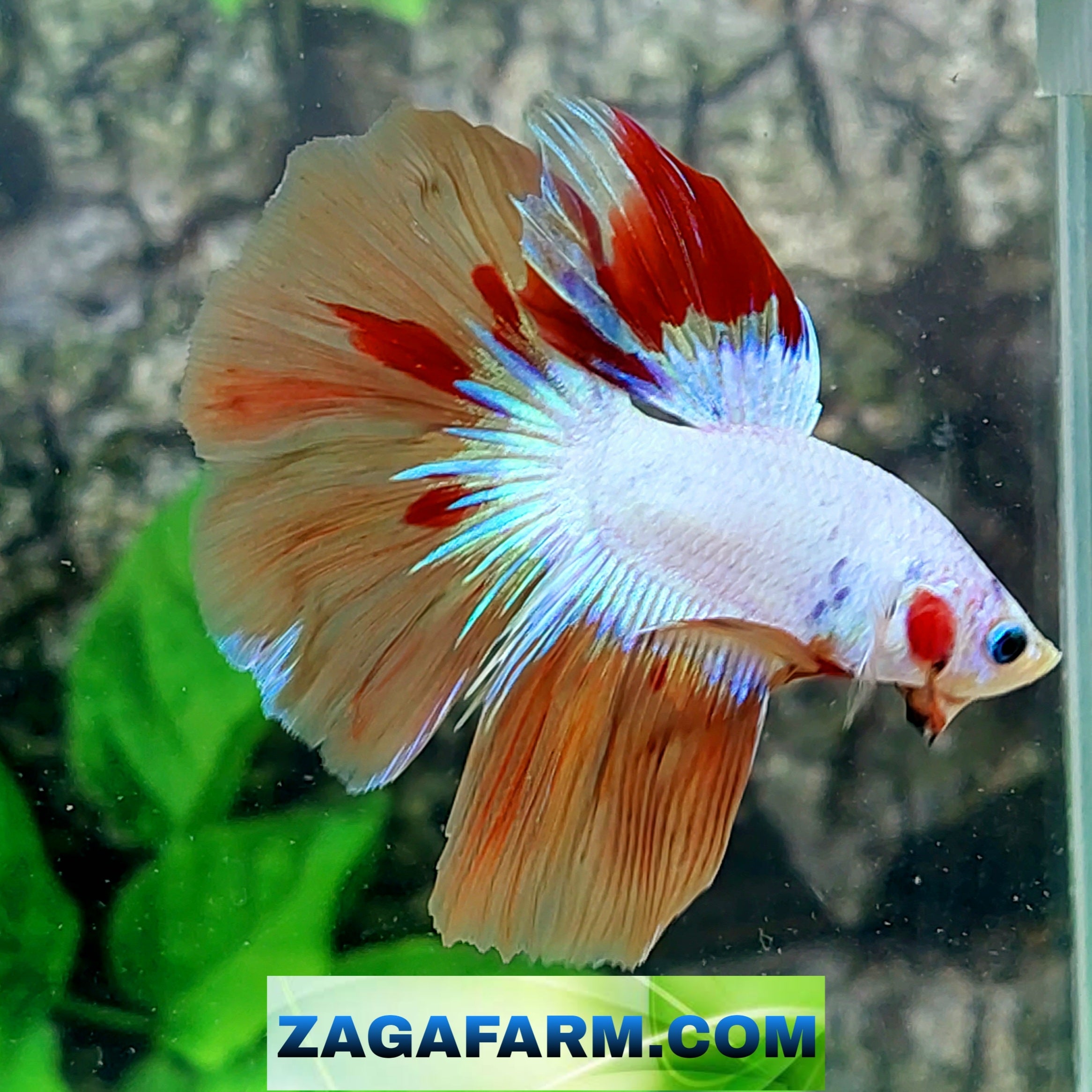 Whitescale Caramelo Multicolor Media Luna Macho