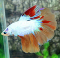 Whitescale Multicolor Candy Halfmoon Male