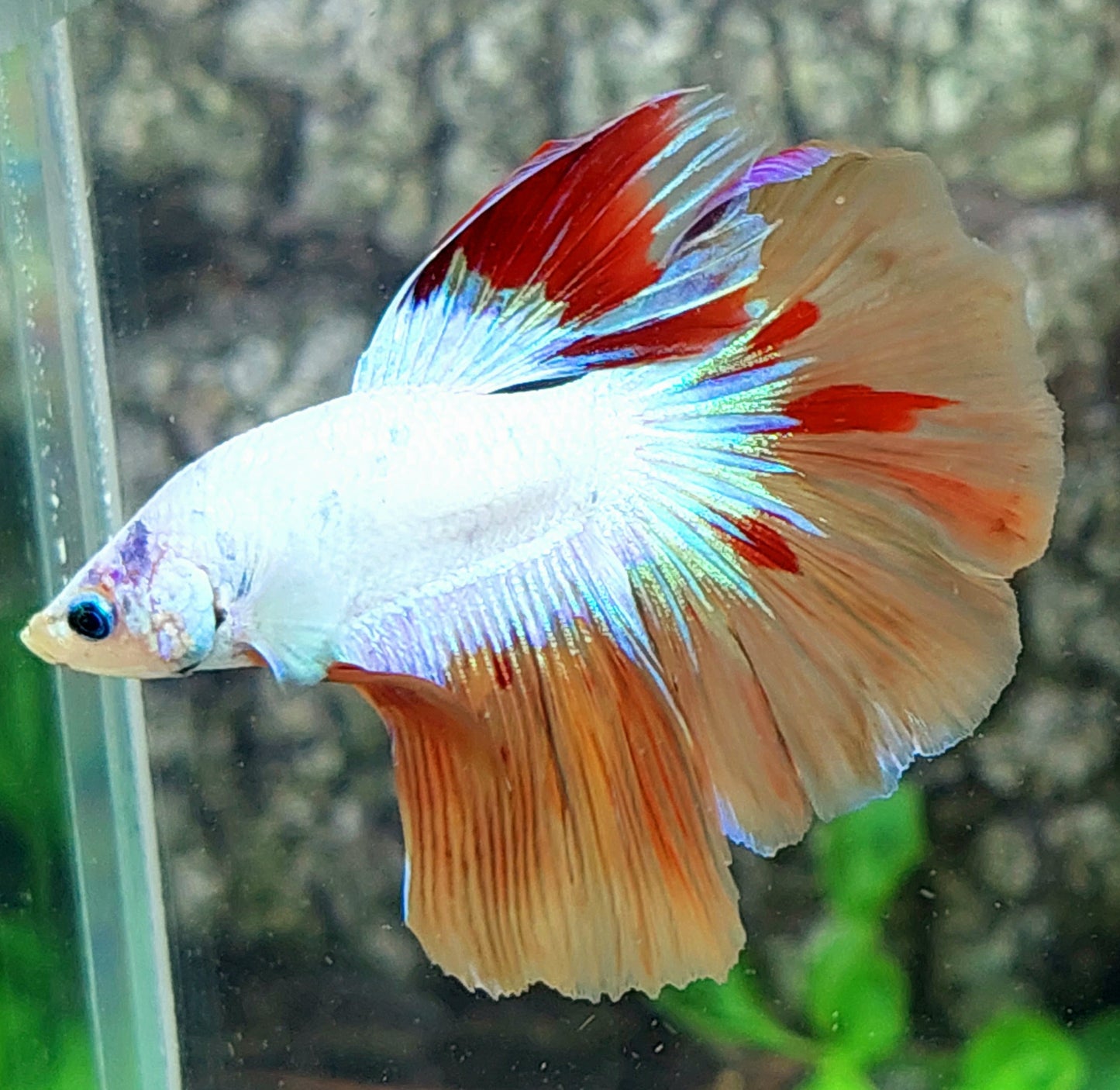 Whitescale Multicolor Candy Halfmoon Male