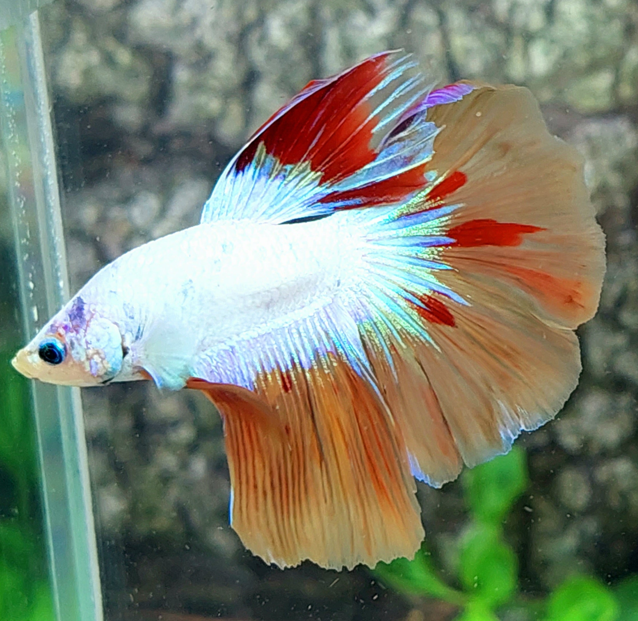 Whitescale Caramelo Multicolor Media Luna Macho