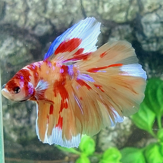 Multicolor Nemo Pink Galaxy Halfmoon Male