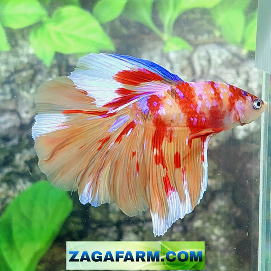 Multicolor Nemo Pink Galaxy Halfmoon Male